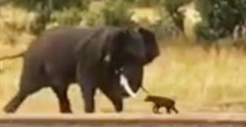 فيديو طريف.. عجل صغير يتحدى فيلاً عملاقاً