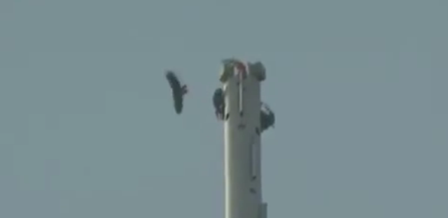 بالفيديو.. صقر يتجول بكاميرا من أعلى نقطة ببرج خليفة