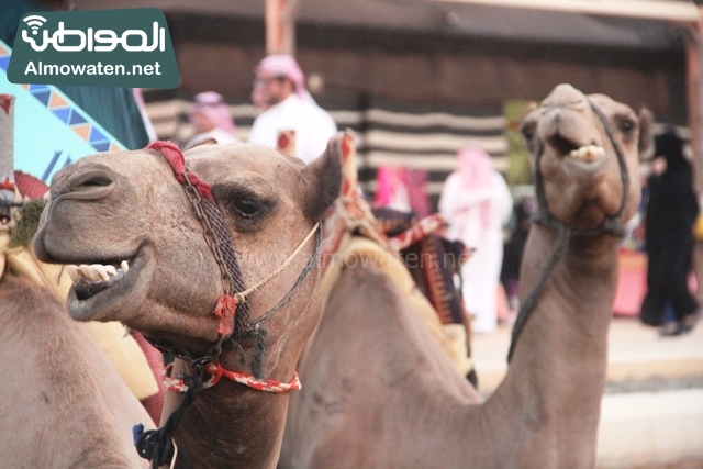 صور جادة عكاظ والفعاليات المصاحبة التي تقام بها في محافظة الطائف ‫(12)‬