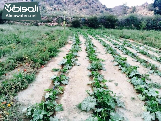 صور وادي ذي غزال بمنطقة الشفاء بمحافظة الطائف ألتقطتها صحيفة المواطن وتضمن عدد كبير من السياح بالمملكة العربية السعودية ‫(3)‬