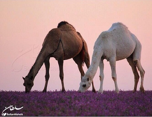 الشيحي يروي لـ”المواطن” قصة صورة “الإبل والخزامى”