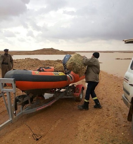 بالصور.. مدني “شعبة نصاب” يستخدم قارباً لإطعام أغنام وراعيها