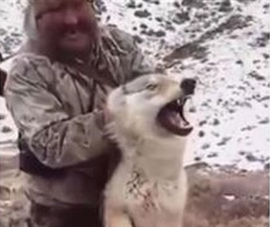 بالفيديو.. صياد يرغم ذئباً على التقاط صورة سيلفي قبل قتله