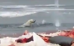 شاهد.. صيادون يطلقون النار على دب قطبي كان يبحث عن الطعام