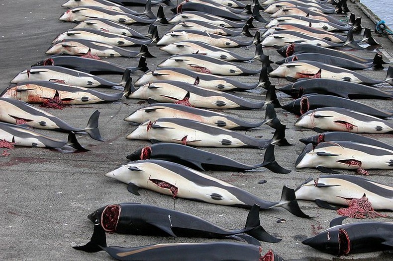 بالفيديو.. جدل حول رفع حظر صيد الحيتان