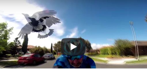 بالفيديو.. طيور عنيدة تهاجم دراجًا