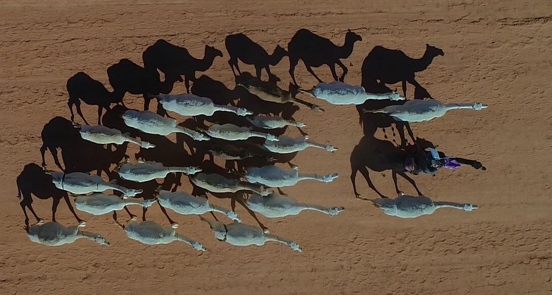 بالصور .. اختتام مسابقة طبع الإبل في مهرجان الملك عبد العزيز