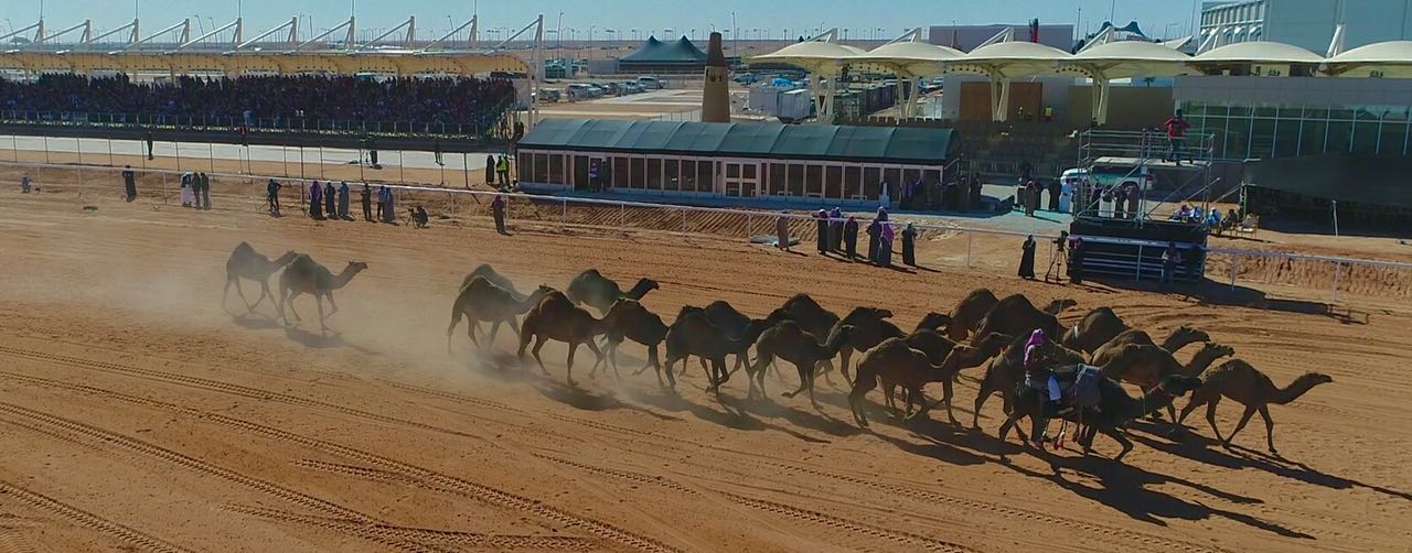 لجنة تحكيم المغاتير بمهرجان الإبل تستعرض اليوم 740 متناً للوني الشعل والشقح