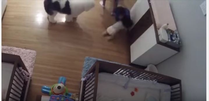 بالفيديو .. طفل ينقذ شقيقه الرضيع على طريقة سوبرمان