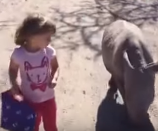 شاهد.. طفلة بعمر 3 سنوات تنشئ صداقة مع وحيد القرن