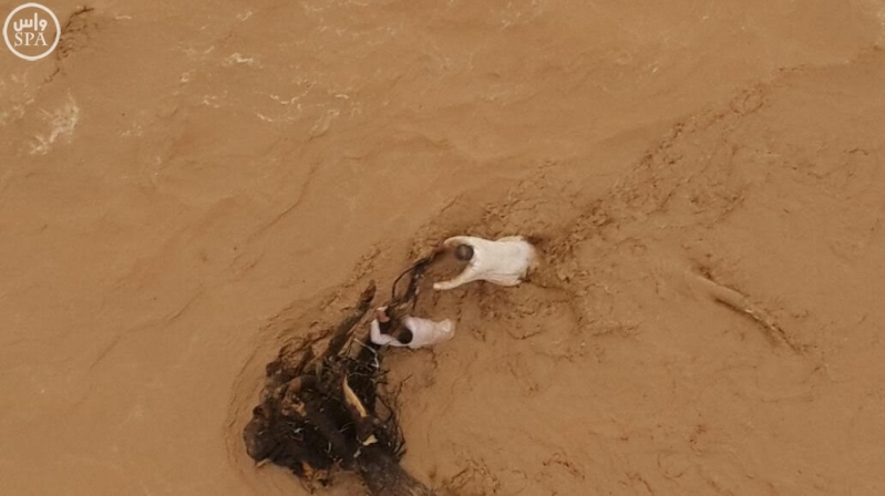 طيران4