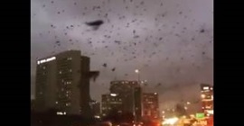 فيديو مرعب.. آلاف الطيور تغزو مدينة هيوستن الأمريكية