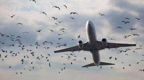 كارثة قد تحدث للمسافرين جوا في لبنان بسبب “الطيور”