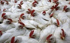 الصين: ارتفاع عدد وفيات إنفلونزا الطيور إلى ثمانية أشخاص