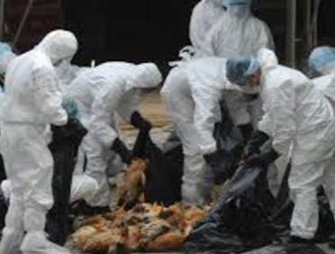 كوريا الجنوبية تؤكد ظهور سلالة لانفلونزا الطيور شديدة العدوى في مزرعتين