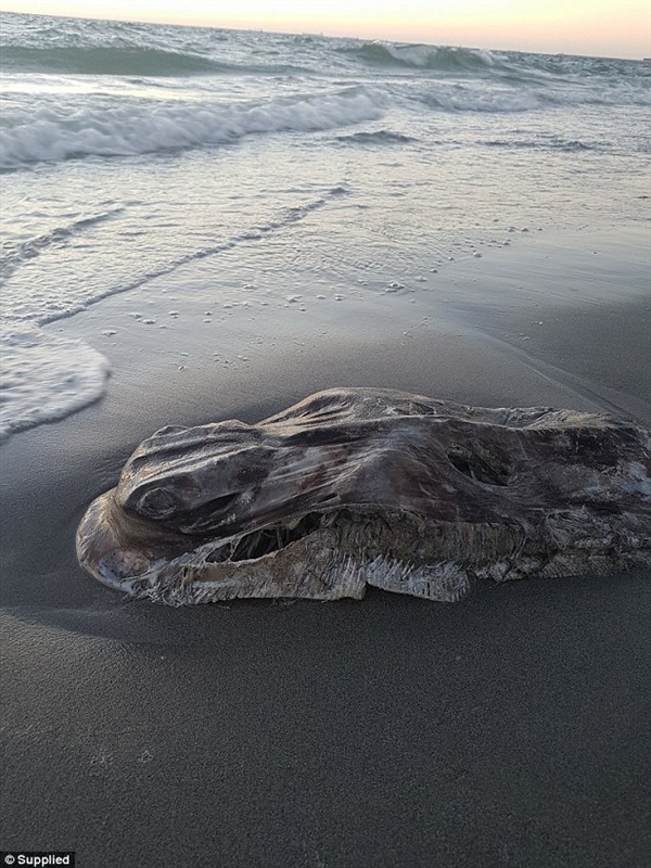 بالصور.. كائن بحري غريب ميت على شواطئ أستراليا!