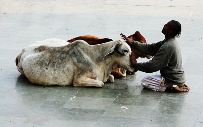 مسؤول هندي: إما أن يتوقف المسلمون عن أكل لحم الأبقار أو يغادروا البلاد!