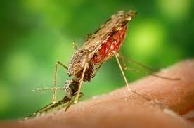 بالصور.. اكتشاف عقار جديد لمقاومة “طفيل” الملاريا