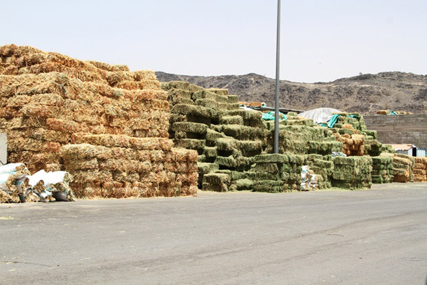 علف المكعبات يثير استياء وغضب المزارعين ومربي المواشي