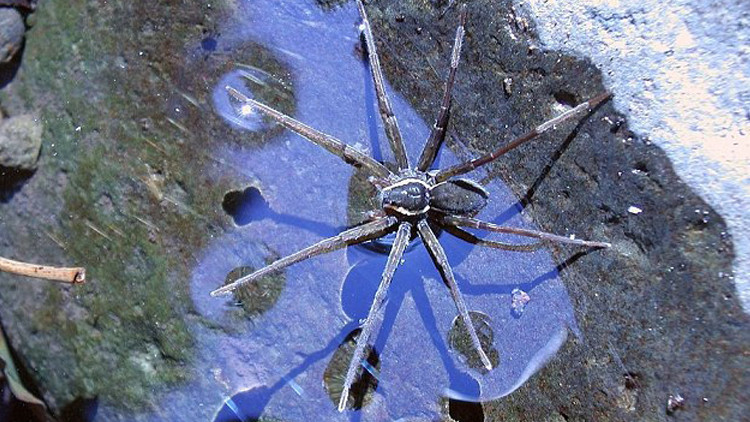 عنكبوت خطير بحجم كف (1)