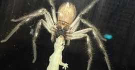 شاهد… لقطات لا تُصدق لعنكبوت يأكل سحلية
