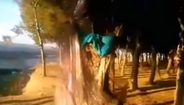 بالفيديو..  اكتشاف غابة في المغرب معلق في أشجارها سحر العطف والعقد