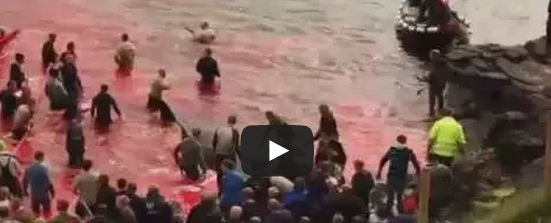 #تيوب_المواطن : بالفيديو.. لحظة مقتل مجموعة من الحيتان في جزر فارو