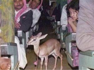 «غزال» على متن طائرة الخطوط الجوية السعودية