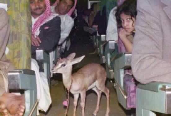 صورة متداولة.. غزالة على متن طائرة الخطوط السعوديّة