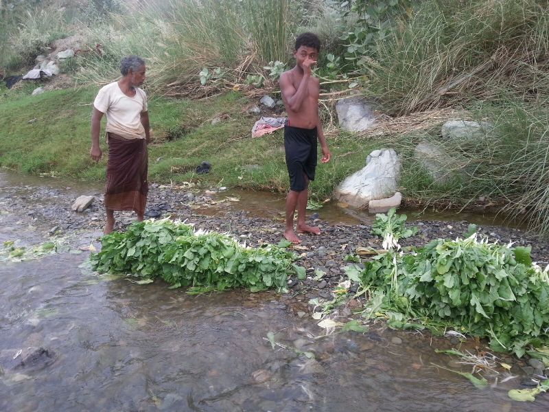 عمالة تغسل الخضار بمجرى مائي متجرّدين من ملابسهم