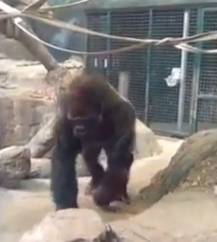 بالفيديو.. غوريلا غاضبة تفزع زوار حديقة حيوان