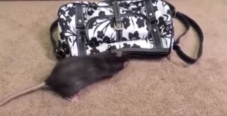 فيديو طريف.. فأر يسرق النقود من حقيبة نسائية بحيلة ذكية