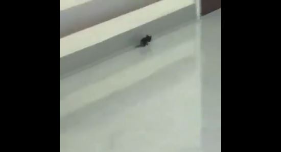 بالفيديو .. الفئران تمرح في مستشفى الأمير محمد بن عبدالعزيز بالرياض