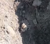 بالفيديو.. 4 فئران يلتصقون بأمهم من منطقة الرأس