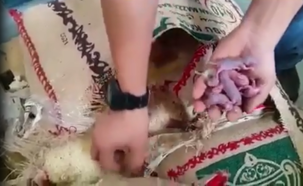 شاهد.. فئران داخل أكياس الأرز المُعَدّة للبيع في #بندة