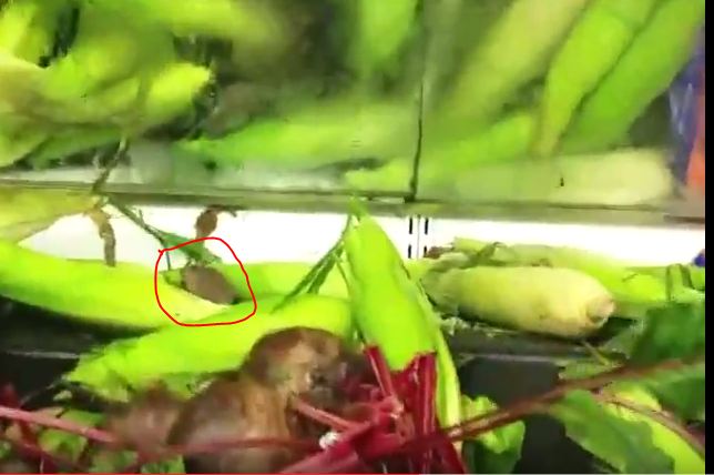 فيديو صادم.. فأر يتجوّل فوق الخضروات داخل سوبر ماركت