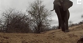 شاهد.. فيل يسرق كاميرا ويسير بها عدة أمتار