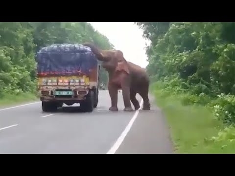 بالفيديو.. فيل جائع يقطع الطريق على شاحنة خضروات بالهند