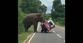 شاهد.. فيل يقلب توك توك على الطريق بحثًا عن الطعام