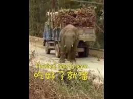 شاهد.. فيل جائع يقتحم طريقاً بحثاً عن الطعام