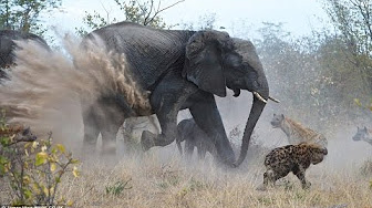 شاهد.. فيل يهاجم مجموعة من الضباع