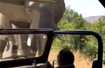 شاهد.. فيل غاضب يطارد الممثل الأمريكي شوارزنيغر في جنوب أفريقيا