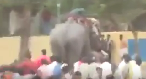 #تيوب_المواطن :فيل هائج يسحل مدربه ويهاجم الجماهير في مهرجان بالهند