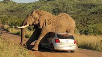 شاهد.. فيل غاضب يحطم سيارة بداخلها ركاب