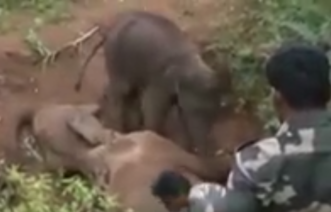 شاهد.. “فيل صغير يحمي “جثة أمه
