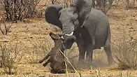 شاهد.. فيل يقتل صغير الجاموس بطريقة وحشية