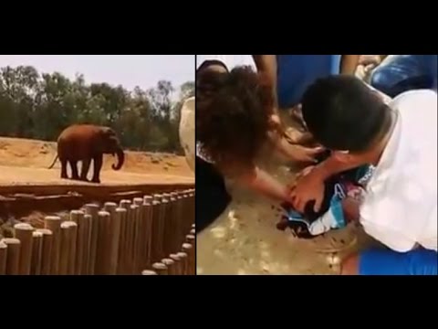 بالفيديو.. فيل يقتل طفلة مغربية بطريقة لم يتوقعها أحد