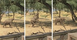 شاهد.. فيل “رشيق” يقف على قدميه الخلفيتين لتناول الطعام