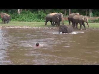 شاهد.. فيل يقفز في الماء لإنقاذ مدربه من الغرق
