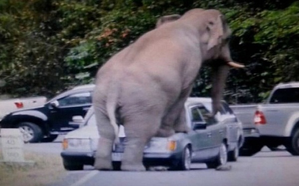 #تيوب_المواطن :فيل يهاجم سيارة في حديقة عامة في تايلاند